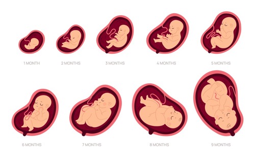 Picture displaying fetus development from first to 9th month of pregnancy.